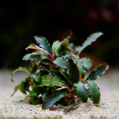 Small green plant with pink stems bucephalandra kedagang aquatic plant on a sandy surface