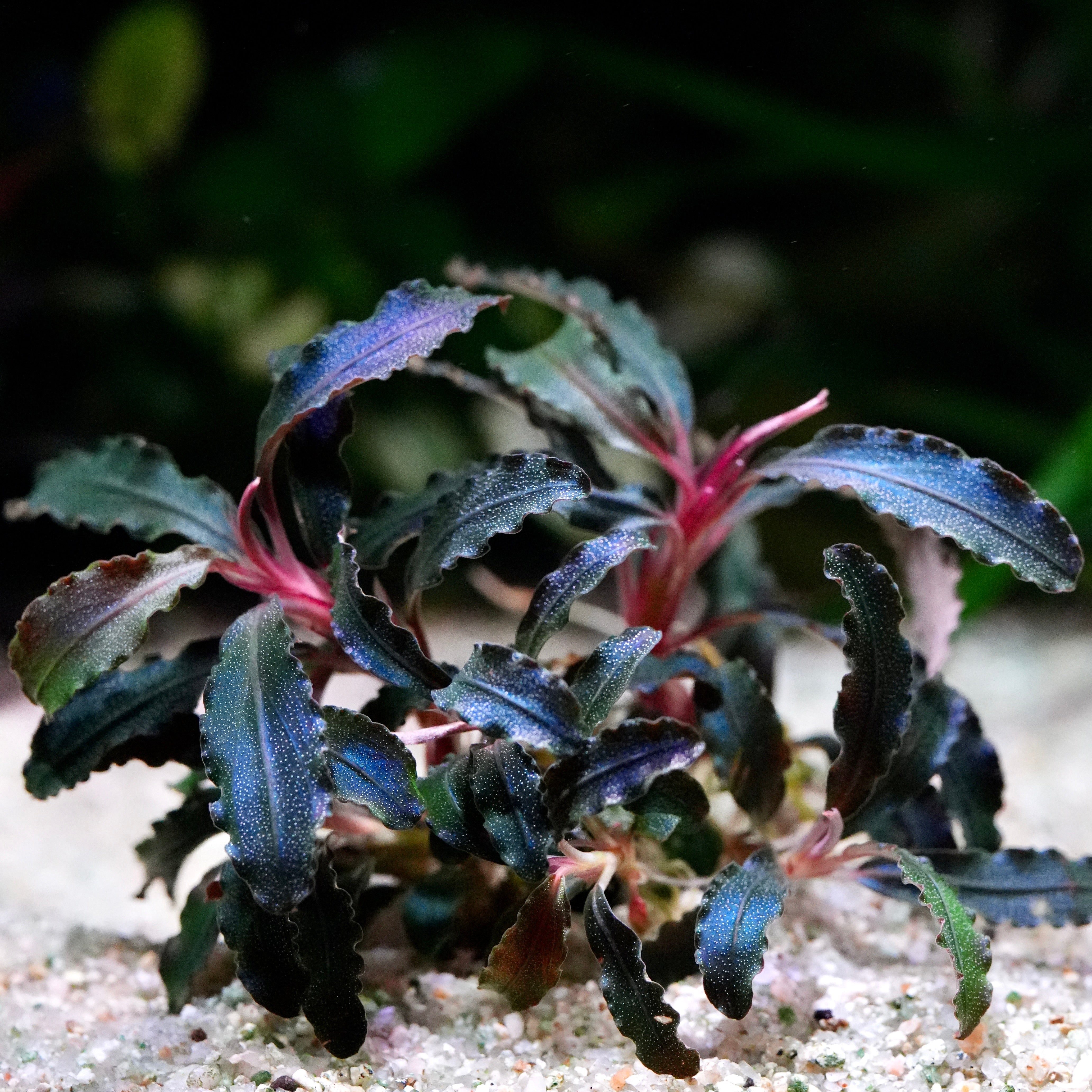 Close-up of a bucephalandra kedagang purple aquarium epiphyte plant with dark green and purple leaves on a blurred background