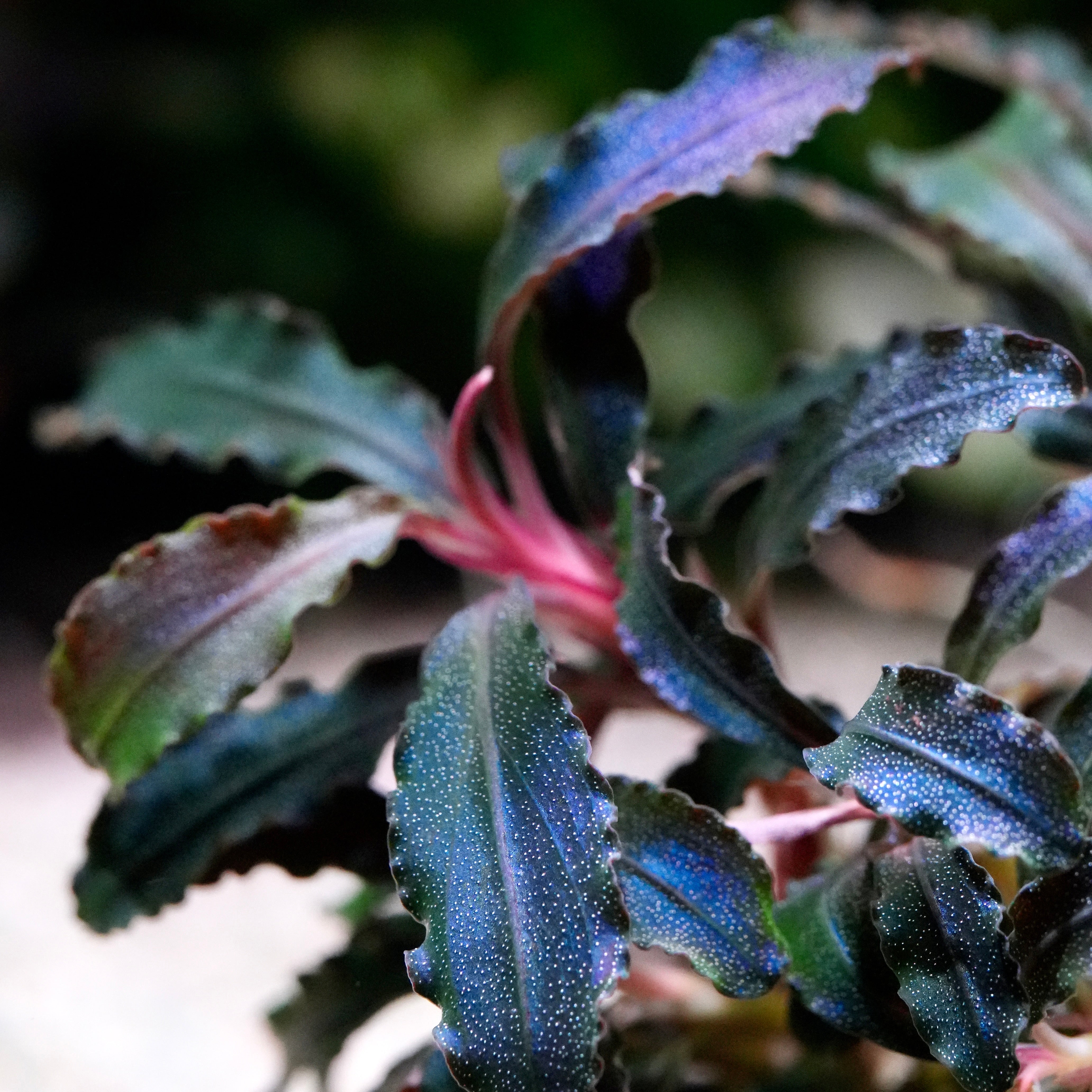 Bucephalandra 'Kedagang Purple' - Tropical Aquarium Plant