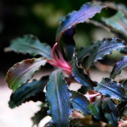 Close-up of a plant head bucephalandra kedagang purple aquarium epiphyte with green and purple leaves