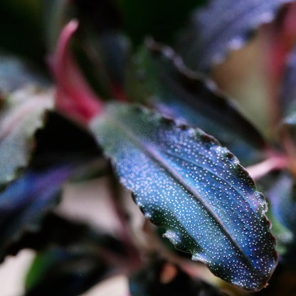 Macro shot of purple and blue leaf from bucephalandra kedagang purple aquarium epiphyte plant
