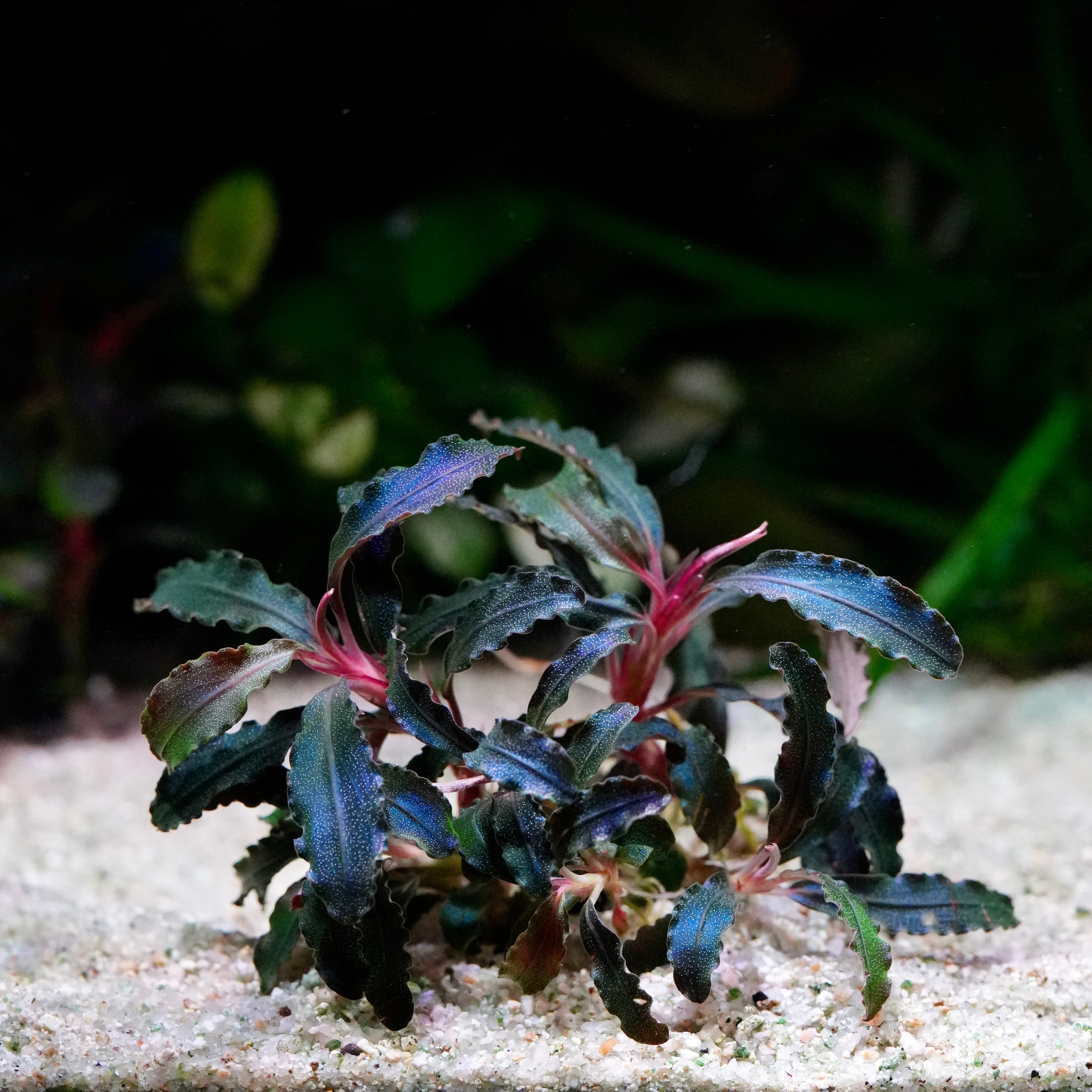Bucephalandra 'Kedagang Purple' - Tropical Aquarium Plant
