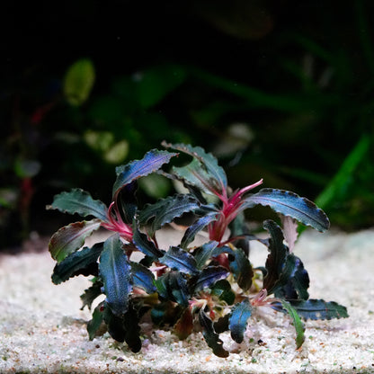 Aquatic bucephalandra kedagang purple aquarium epiphyte plant with dark blue and purple leaves and pink stems on a sandy substrate.