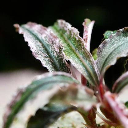 Close-up of bucephalandra kedagang red godzilla aquarium plant with green and pink leaves