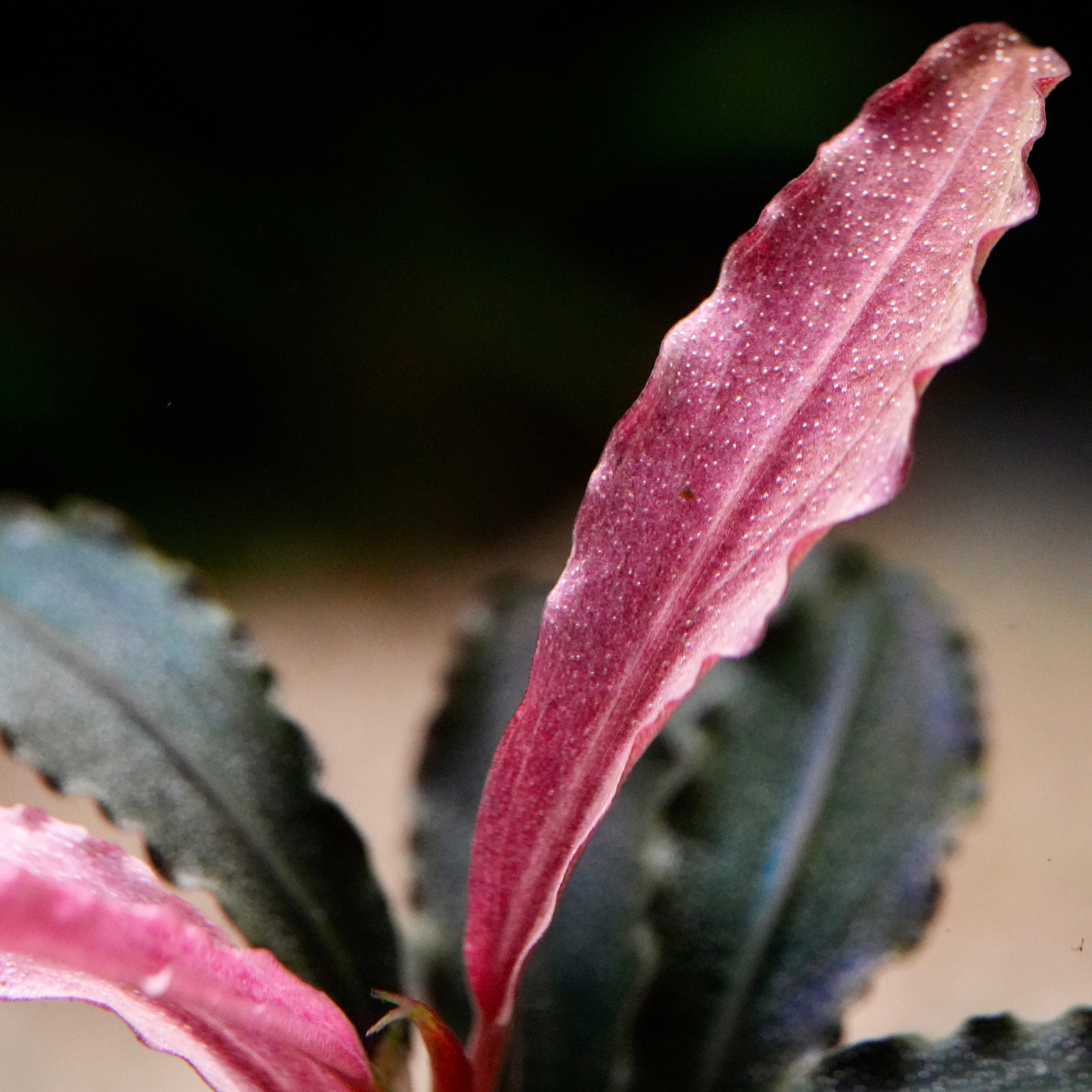 Bucephalandra 'Kedagang Red' - Tropical Aquarium Plant - CloudAqua