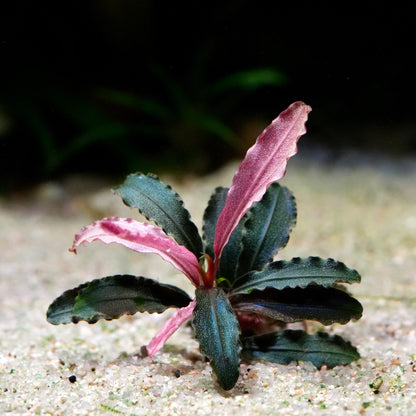 Small bucephalandra kedagang red godzilla aquarium plant with pink leaves on a sandy surface
