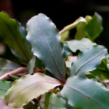 Macro shot of green leaves of bucephalandra lagoon aquarium plant epiphyte with a blurred background