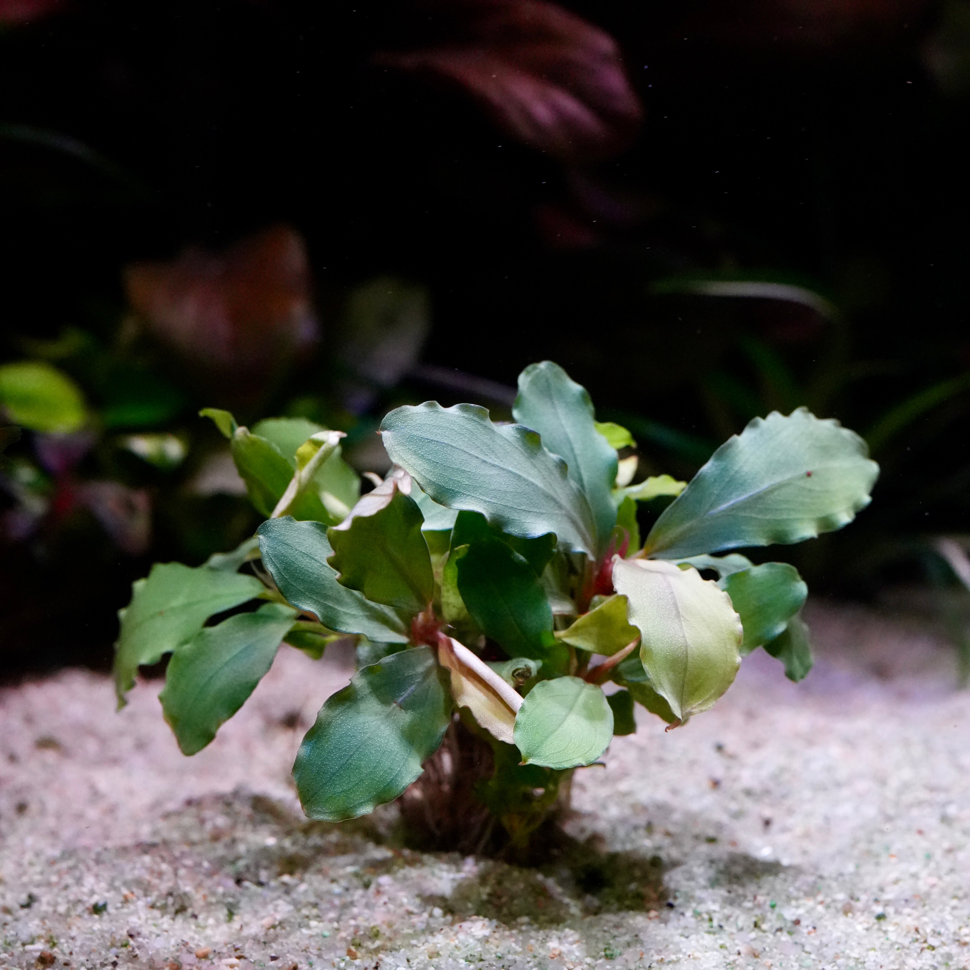 Small green bucephalandra lagoon aquarium plant epiphyte on a sandy surface with a dark background