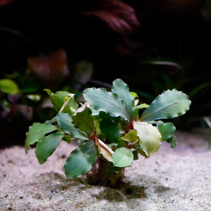 Small green bucephalandra lagoon aquarium plant epiphyte on a sandy surface with a dark background