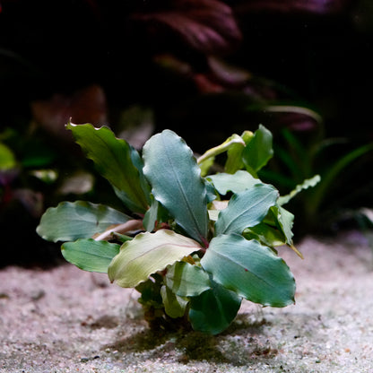 Green and yellow bucephalandra lagoon aquarium plant epiphyte on a sandy substrate with blurred background