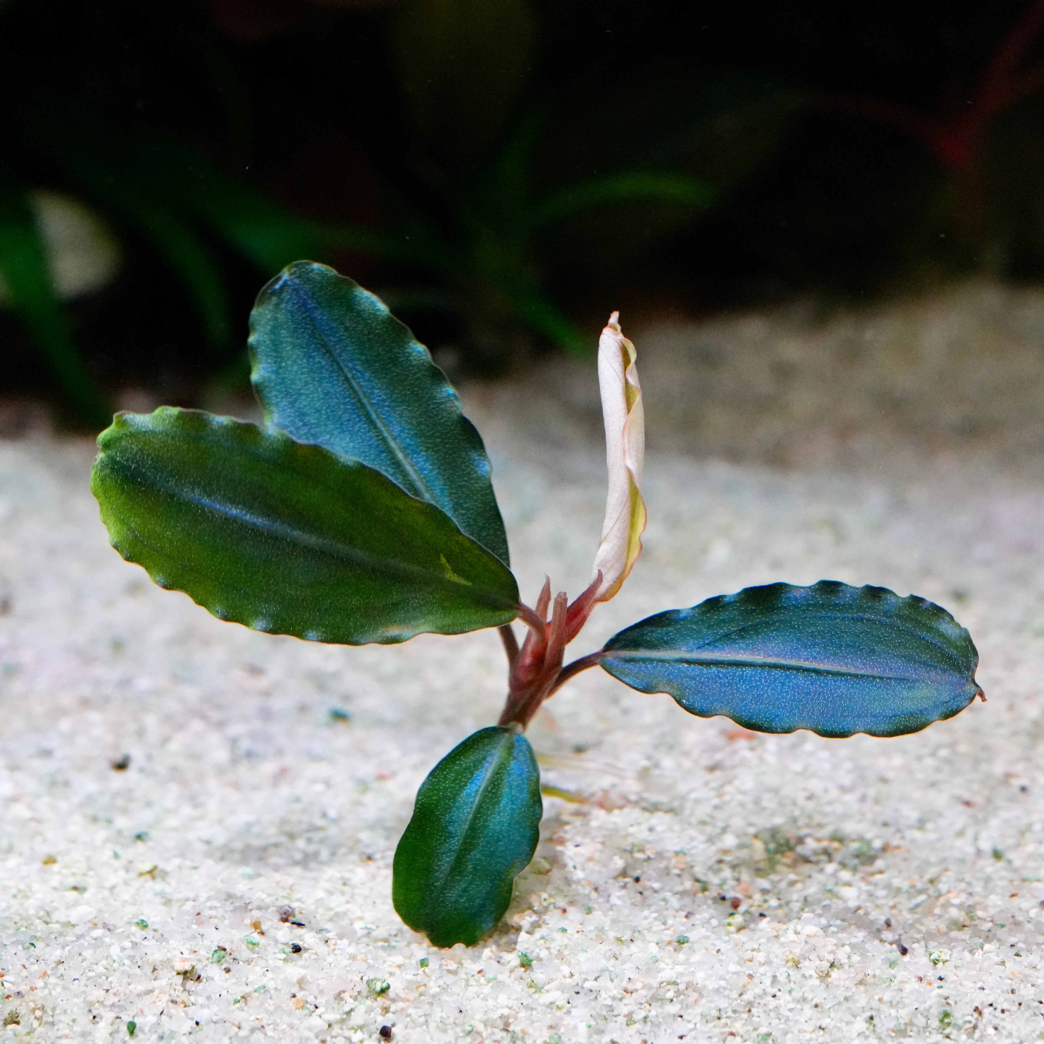 Bucephalandra maestro blue epiphyte aquarium plant with large leaves in sand