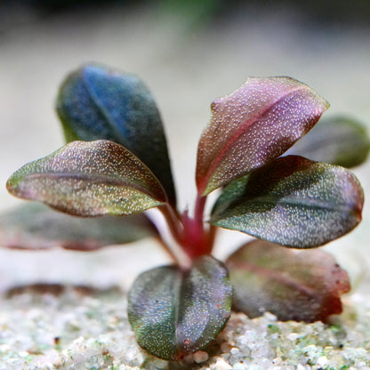 Macro shot of multicoloured leaves from bucephalandra marble round rare aquarium plant