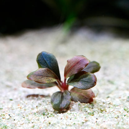 Rainbow coloured bucephalandra marble round rare aquarium plant in sand