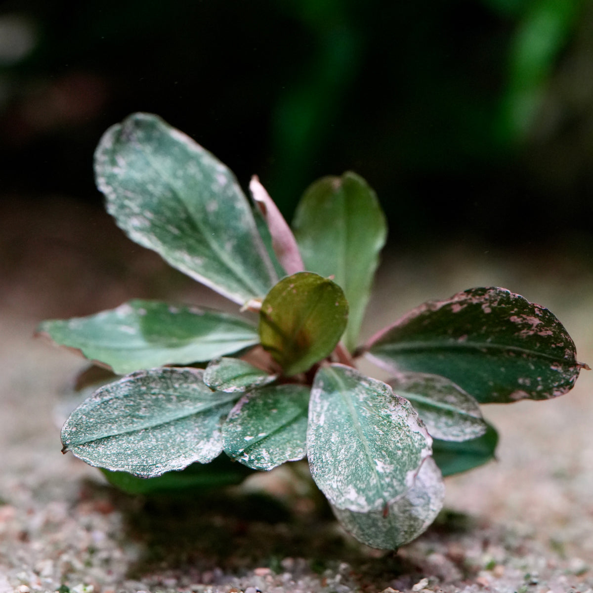 A small green bucephalandra melawi pink epiphyte aquatic plant with textured, speckled leaves growing on a sandy surface with a dark, blurred natural background.