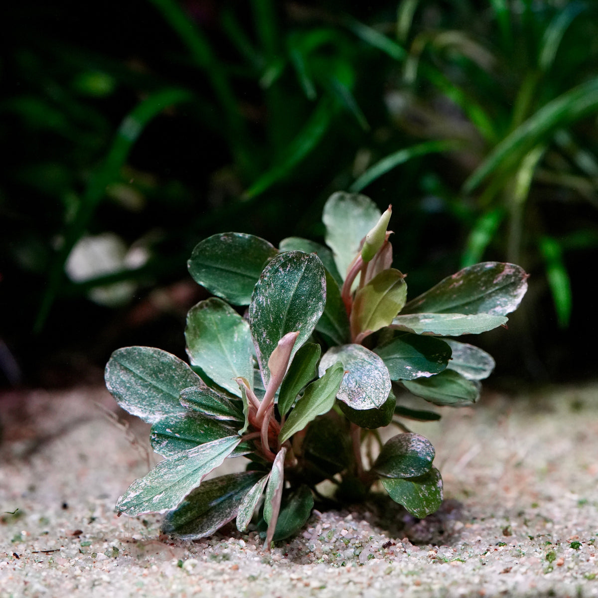 A small bucephalandra melawi pink epiphyte aquatic plant with green and pink variegation 
