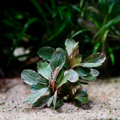 A small bucephalandra melawi pink epiphyte aquatic plant with green and pink variegation 