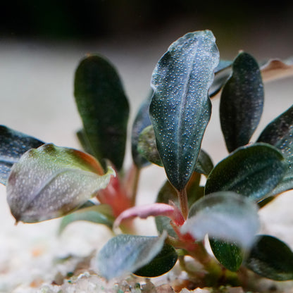 Close-up of a bucephalandra mini red epiphyte aquarium plant with water droplets