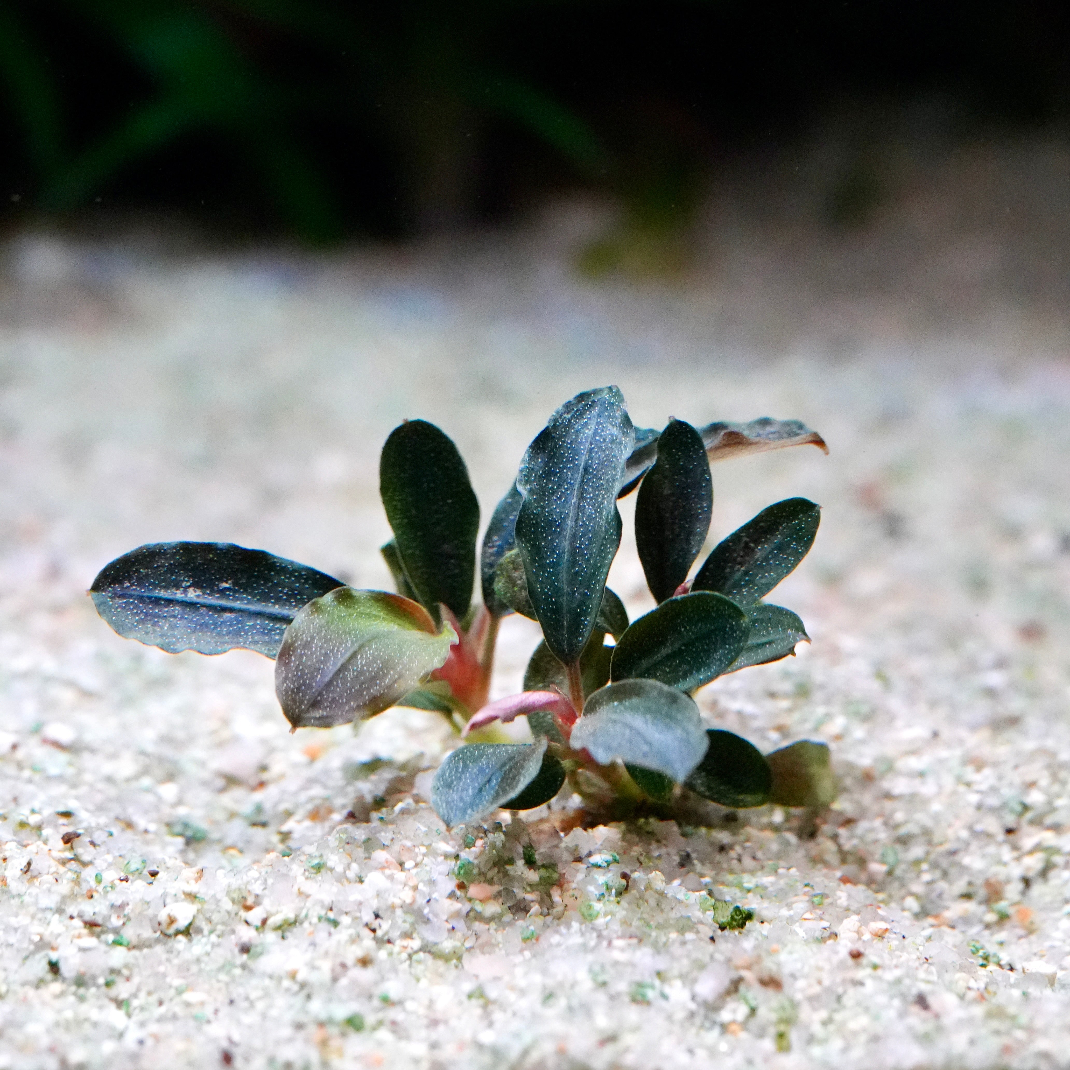 Small bucephalandra mini red epiphyte aquarium plant in sand