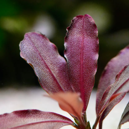 Close-up of purple bucephalandra neo crimson aquarium epiphyte plant leaves with a blurred background