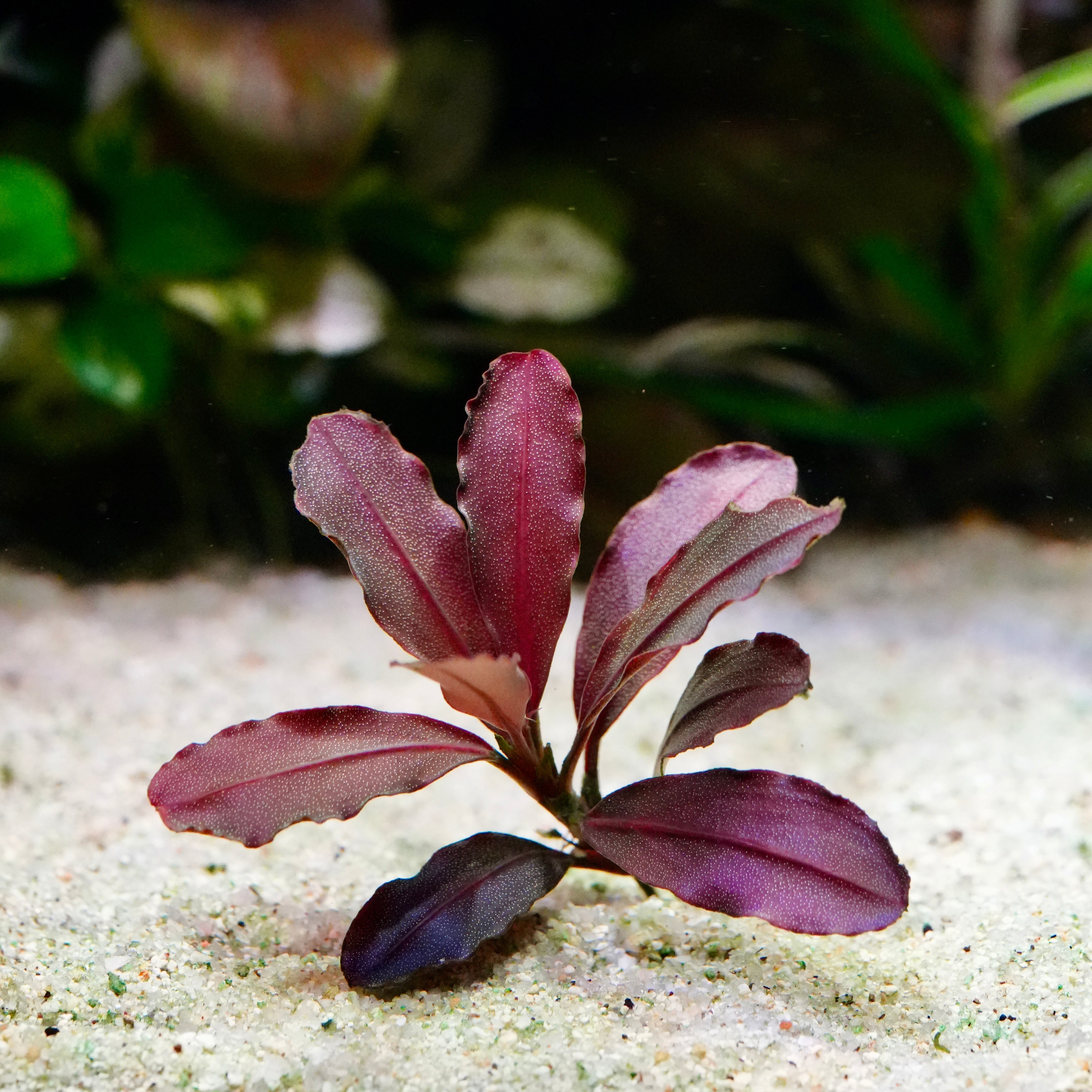 Bucephalandra 'Neo Crimson' - Rare Aquarium Plant - CloudAqua