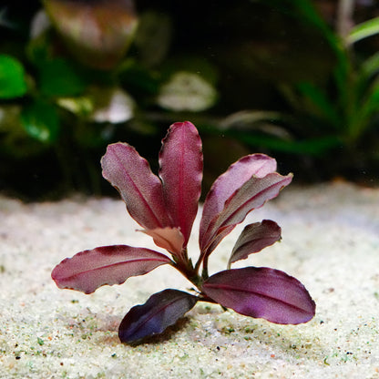 Purple leafy bucephalandra neo crimson aquarium epiphyte plant on a sandy substrate with a blurred green background