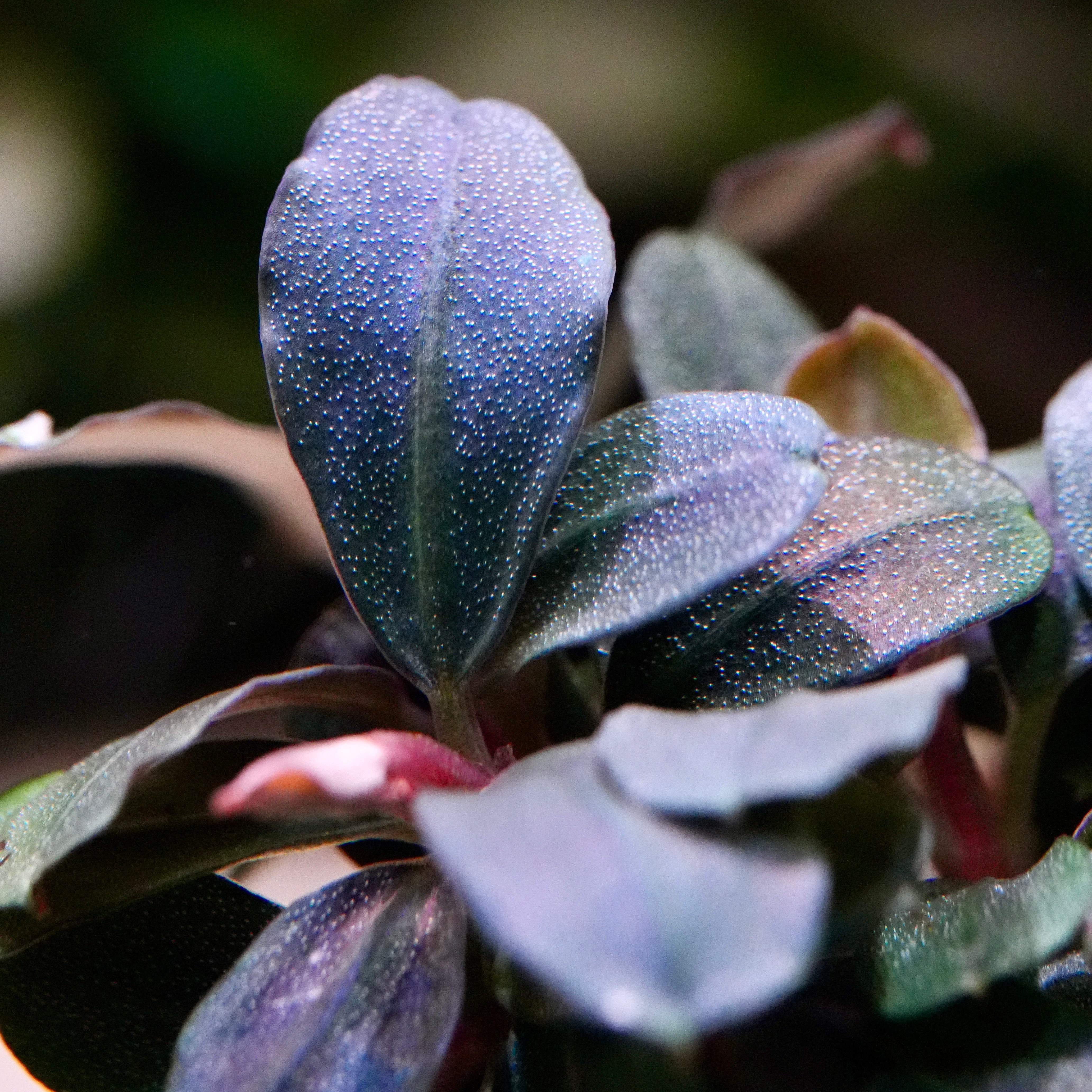 Close-up of a blue leaf bucephalandra neo rare aquarium plant