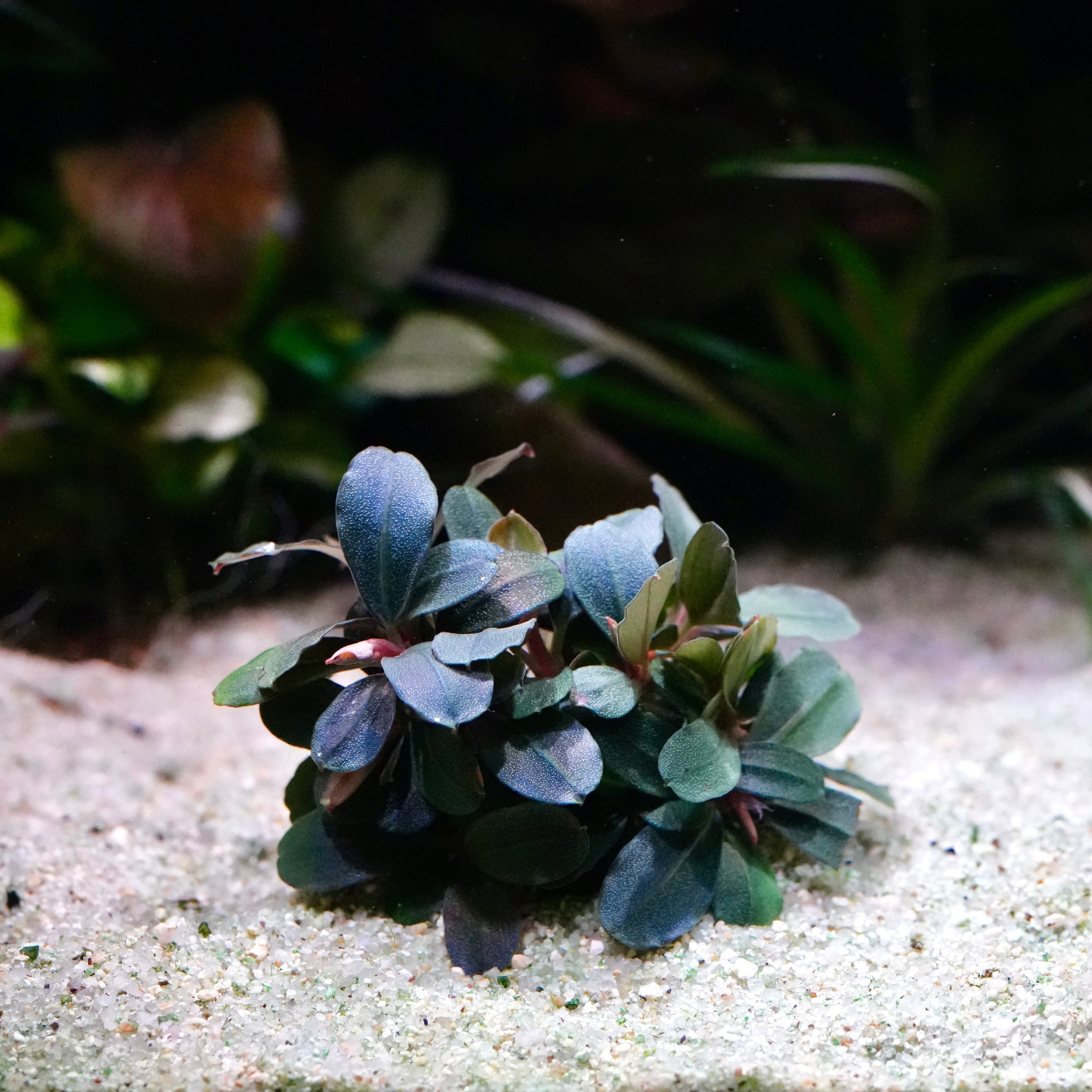 Blue and green bucephalandra neo rare aquarium plant 
