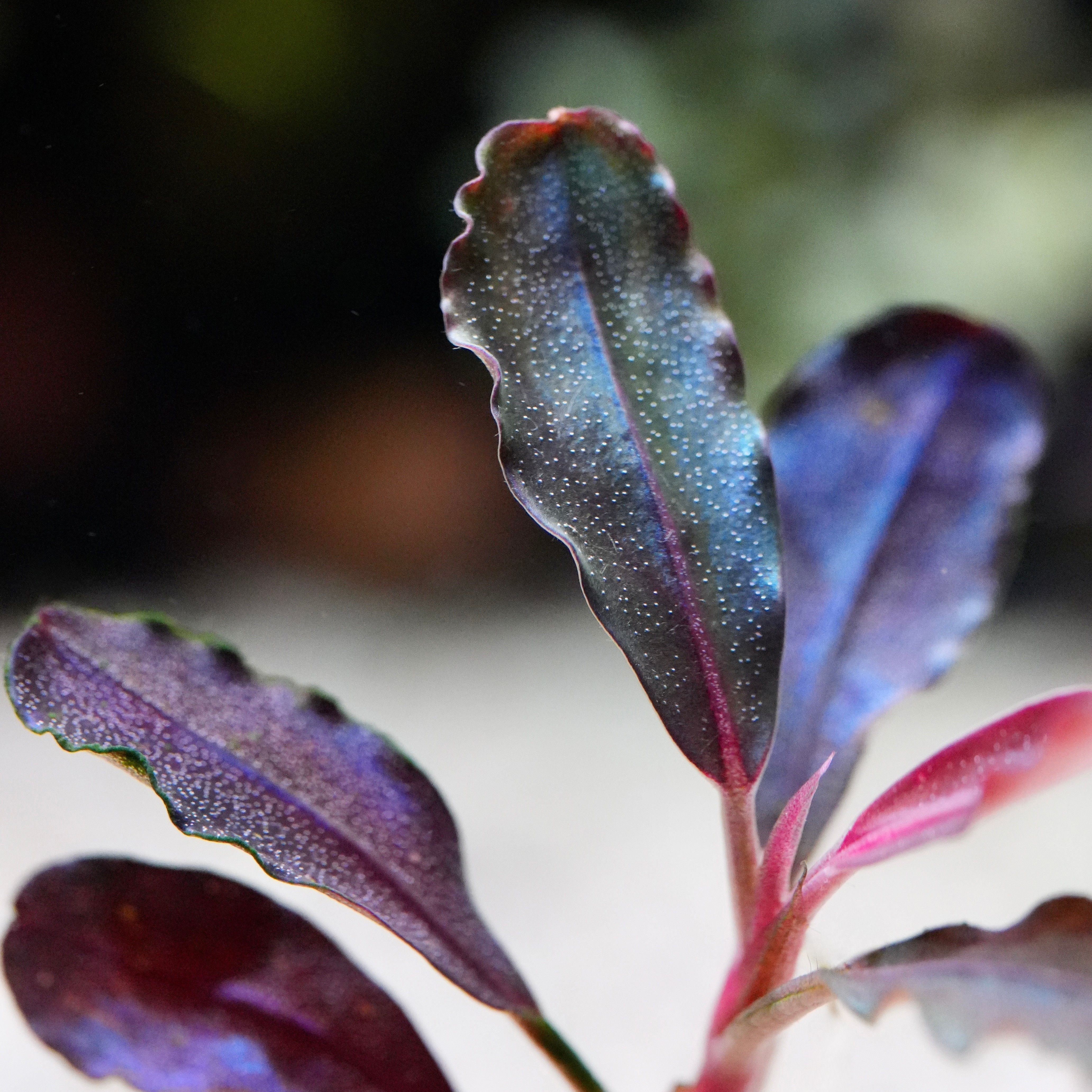 Close-up of purple leaves of bucephalandra neo red rare aquarium plant 