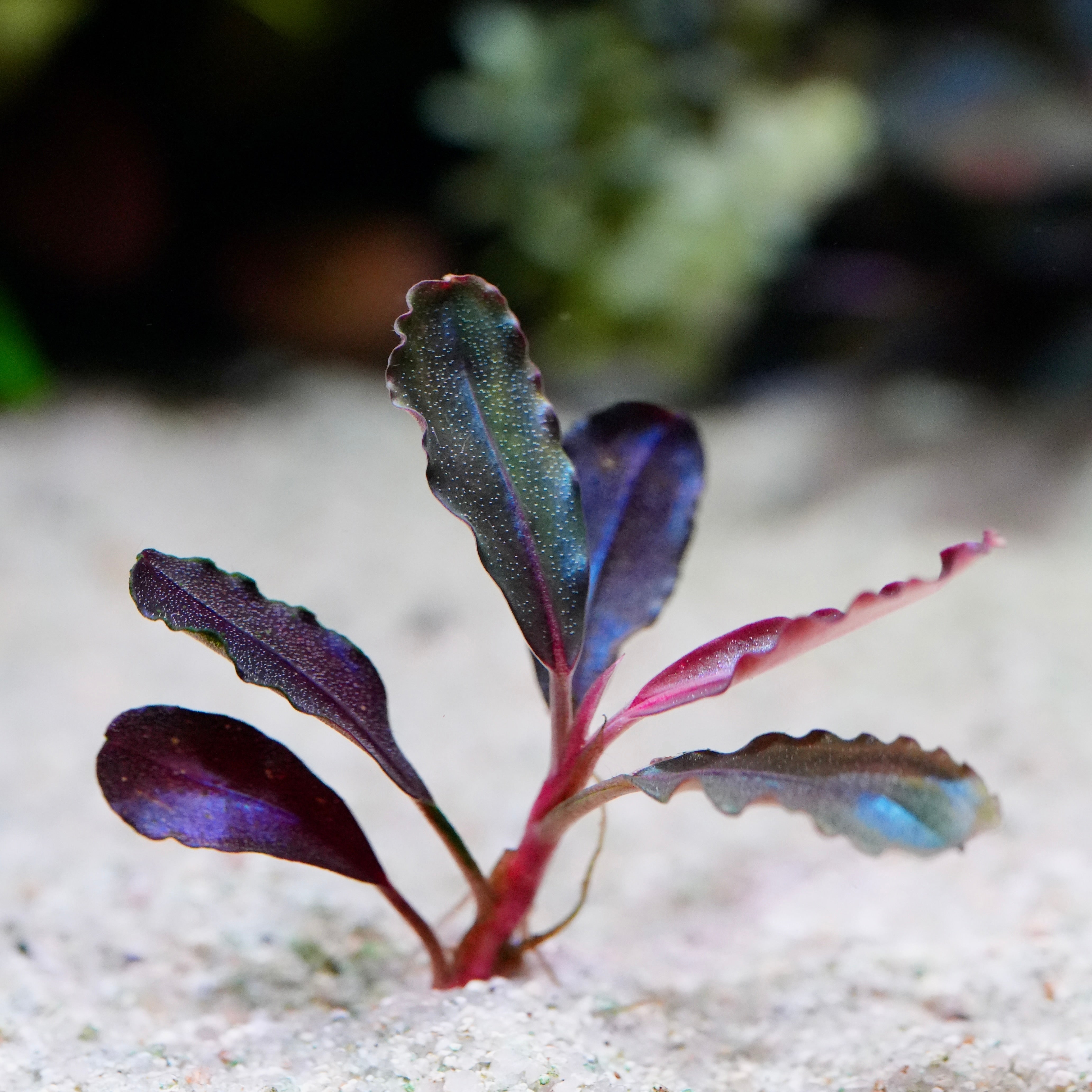 Purple leafed bucephalandra neo red rare aquarium plant on a sandy substrate