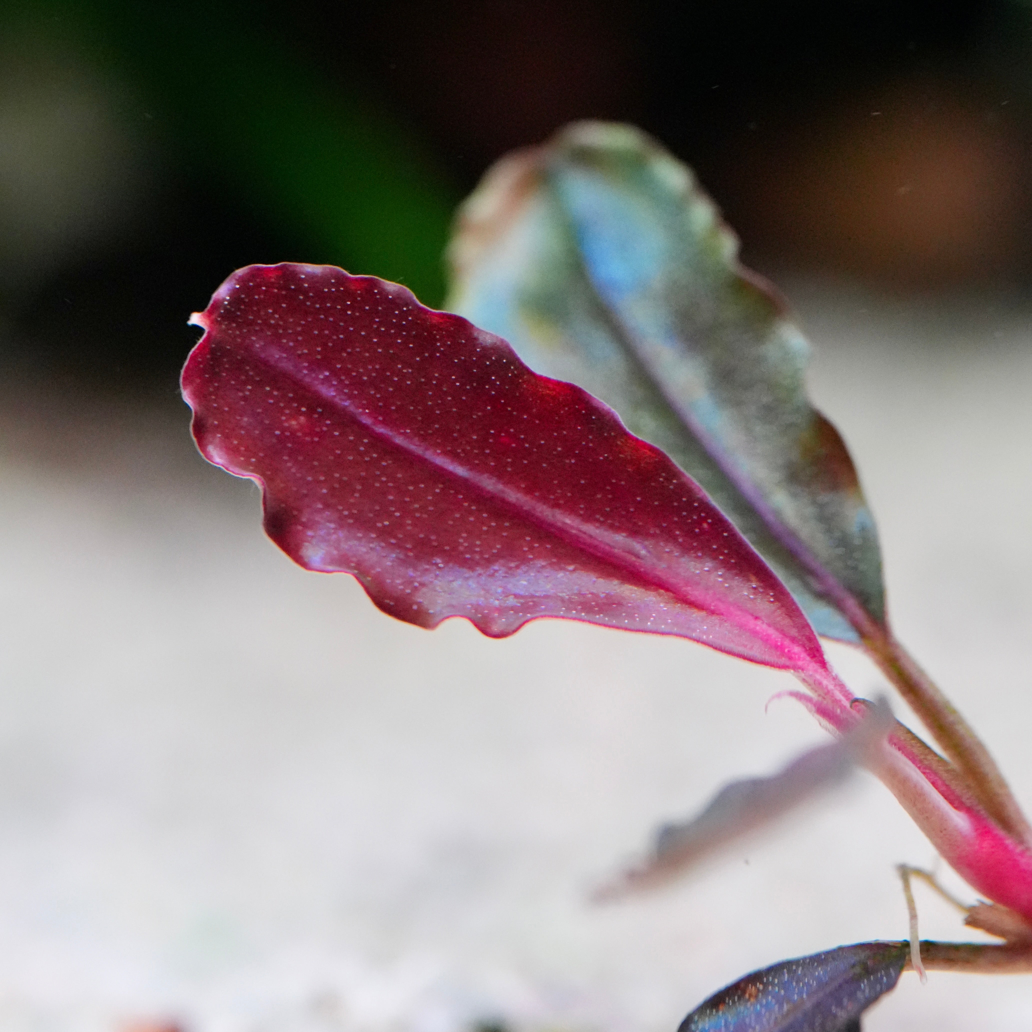 Macro shot of bucephalandra neo red rare aquarium plant red leaf