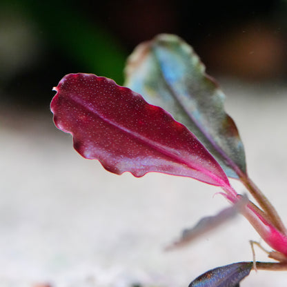 Macro shot of bucephalandra neo red rare aquarium plant red leaf