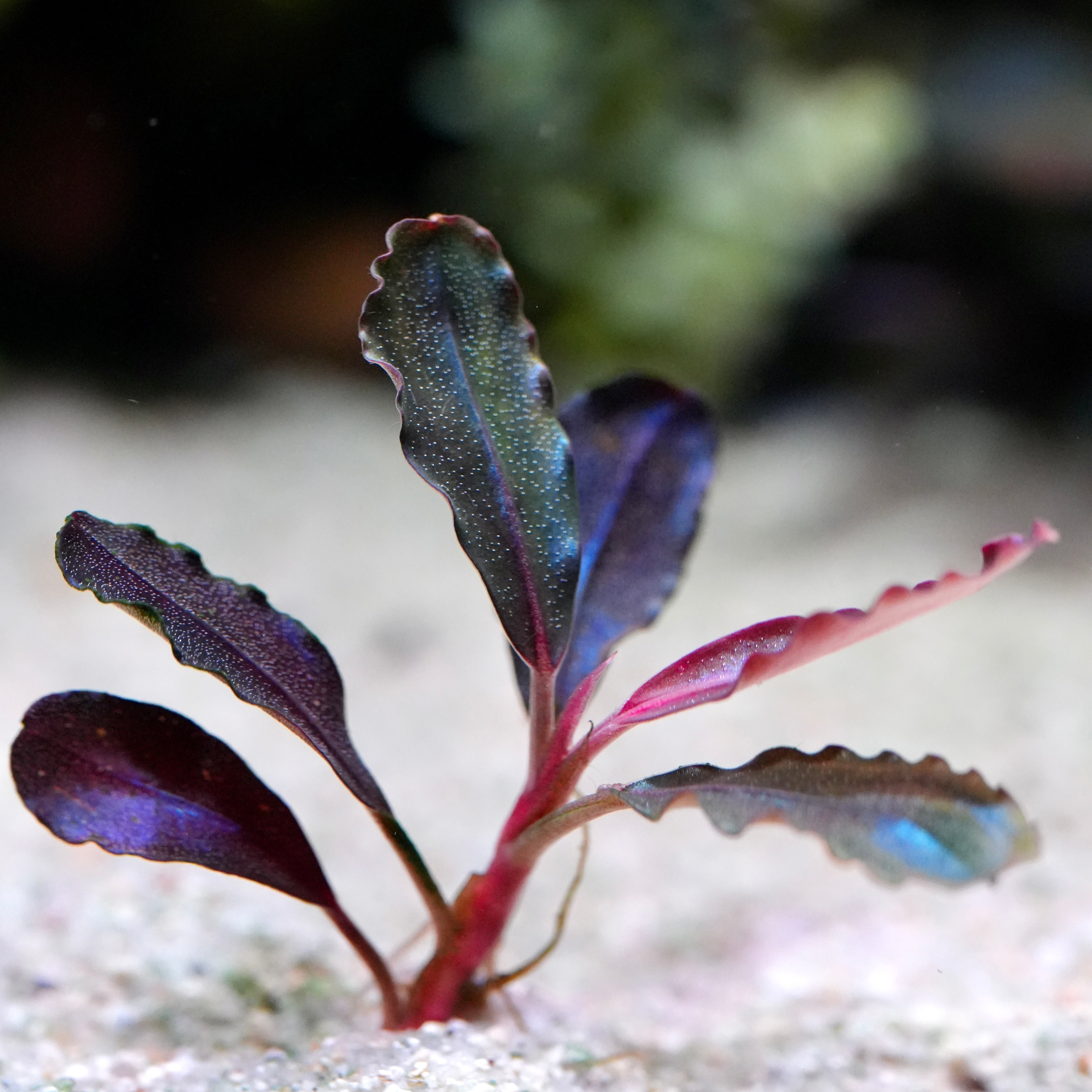 Purple leafy bucephalandra neo red rare aquarium plant in an aquarium setting with a blurred background