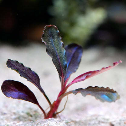 Purple leafy bucephalandra neo red rare aquarium plant in an aquarium setting with a blurred background