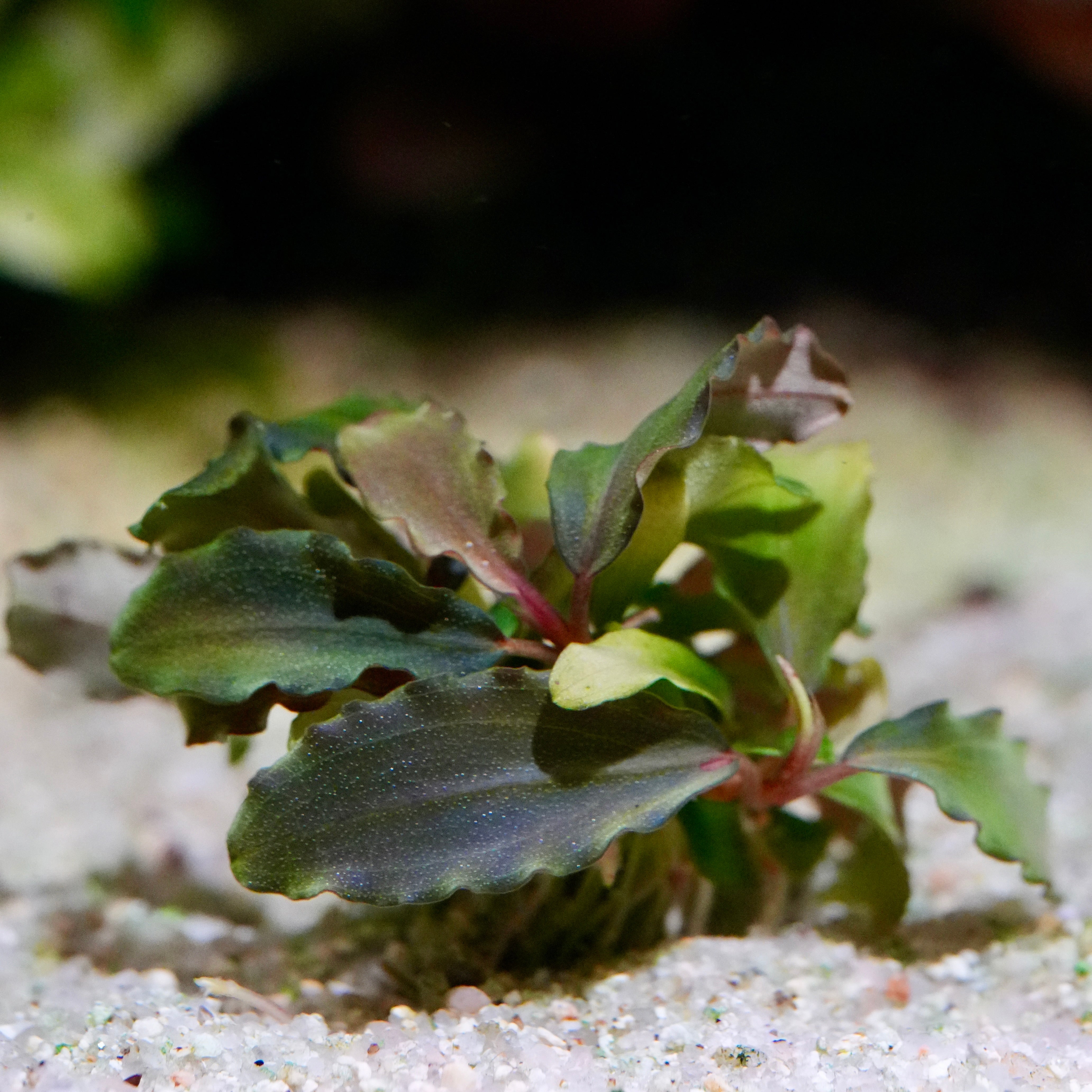 Rainbow coloured bucephalandra pandora queen aquarium plant in sand