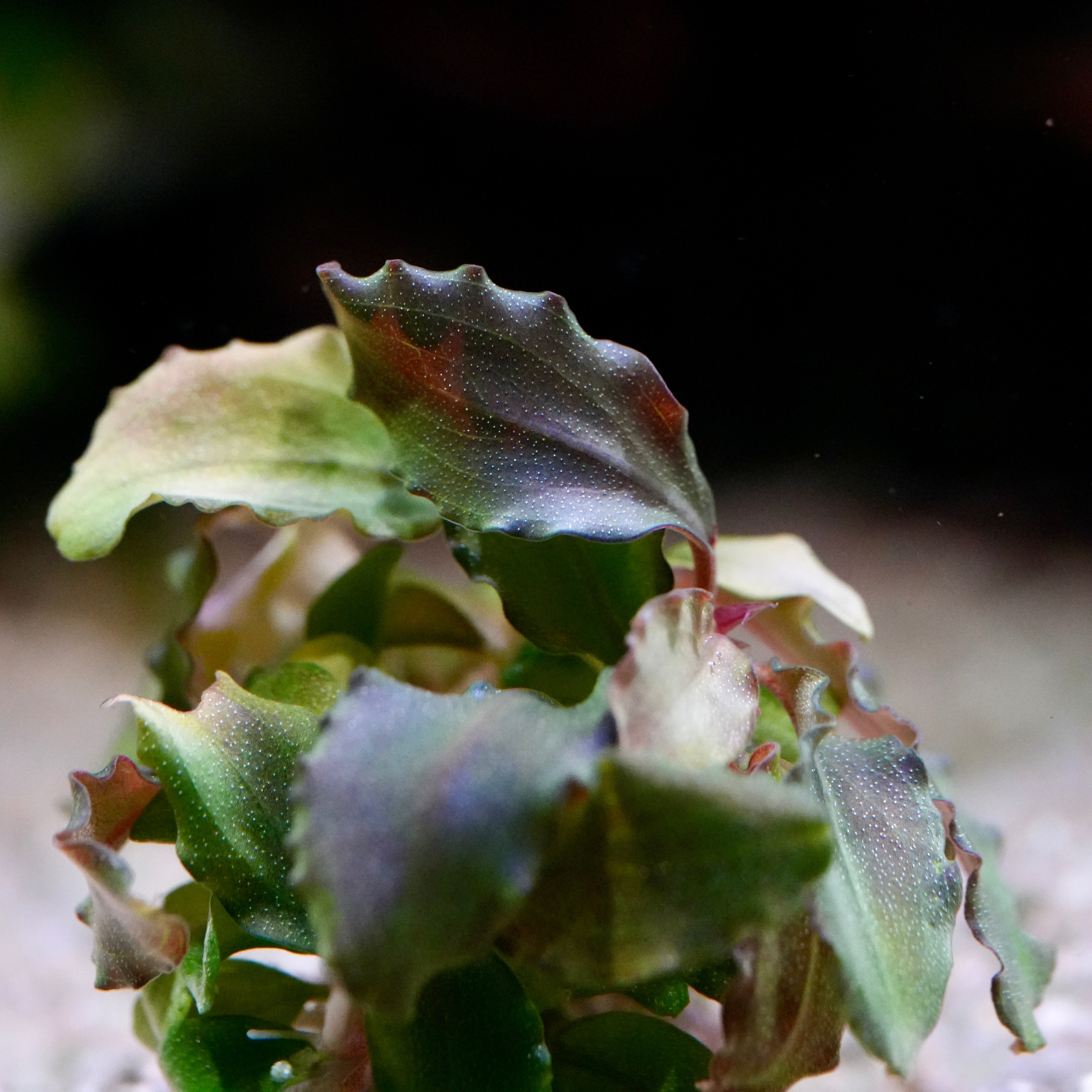 Macro shot of bucephalandra pandora queen aquarium plant leaf