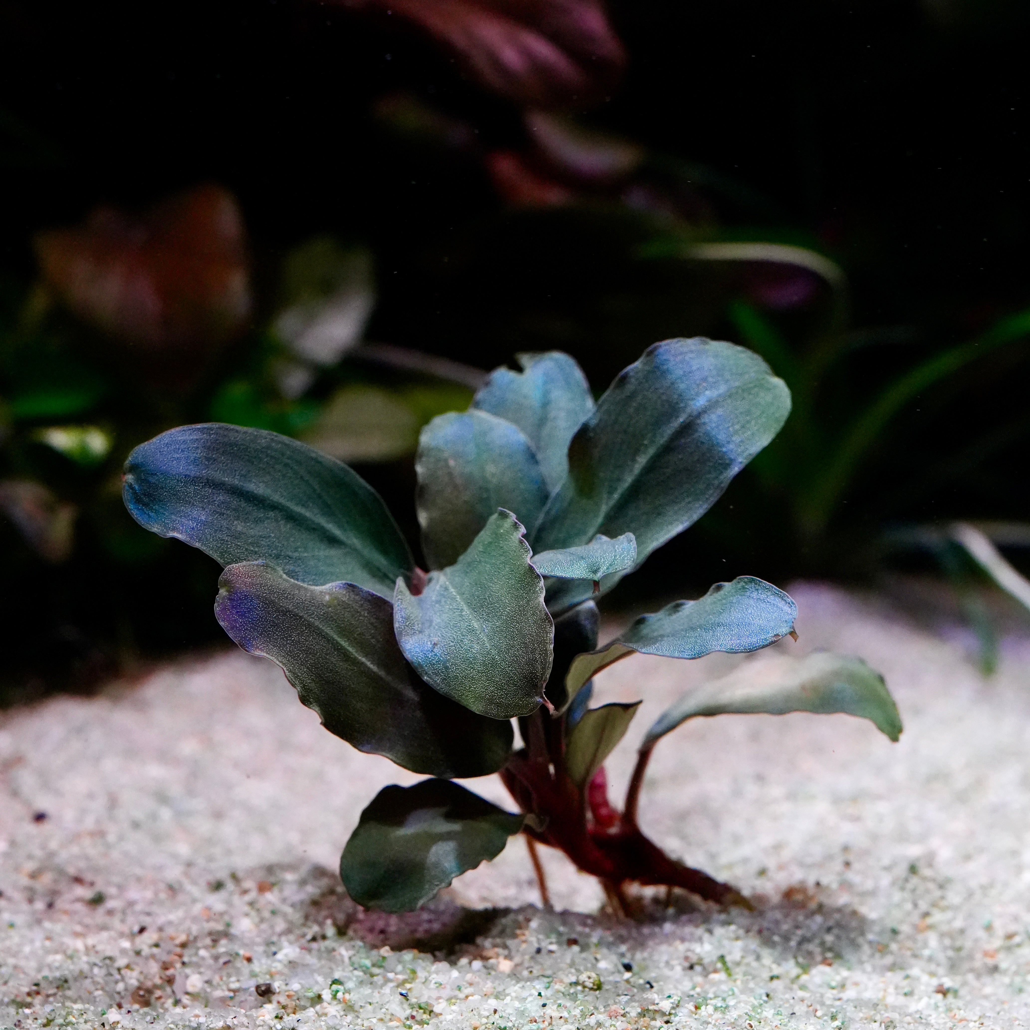 Bucephalandra pandora rare epiphyte aquarium plant in sandy substrate