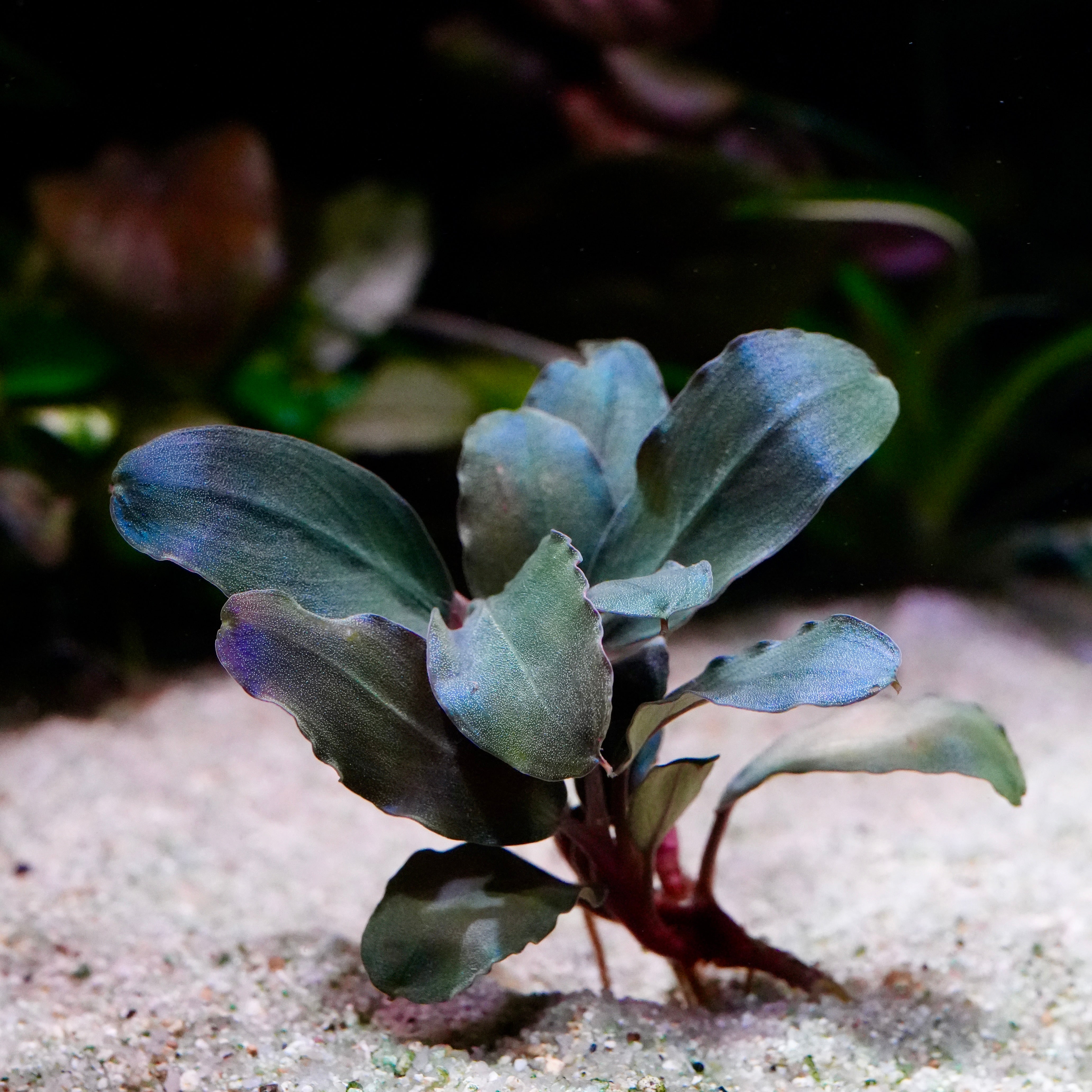 Side profile of blue purple bucephalandra pandora rare epiphyte aquarium plant 