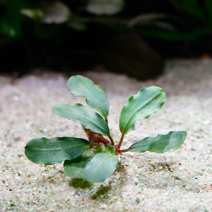 Small green bucephalandra peanut aquarium epiphyte plant sprouting from sandy soil with a blurred background