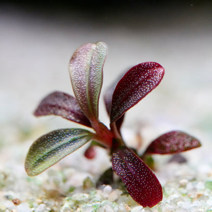 Close-up of a tiny bucephalandra phantom mini aquatic epiphyte plant with red and green leaves on a blurred background