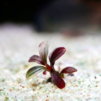 Miniature bucephalandra phantom mini aquatic epiphyte plant with red and green leaves on a sandy surface