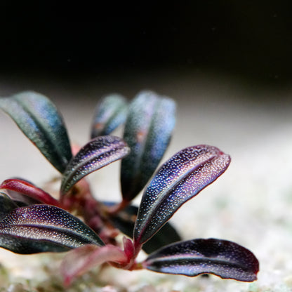 Macro shot of bucephalandra phoenix mini rare aquatic epiphyte plant and colourful leaves