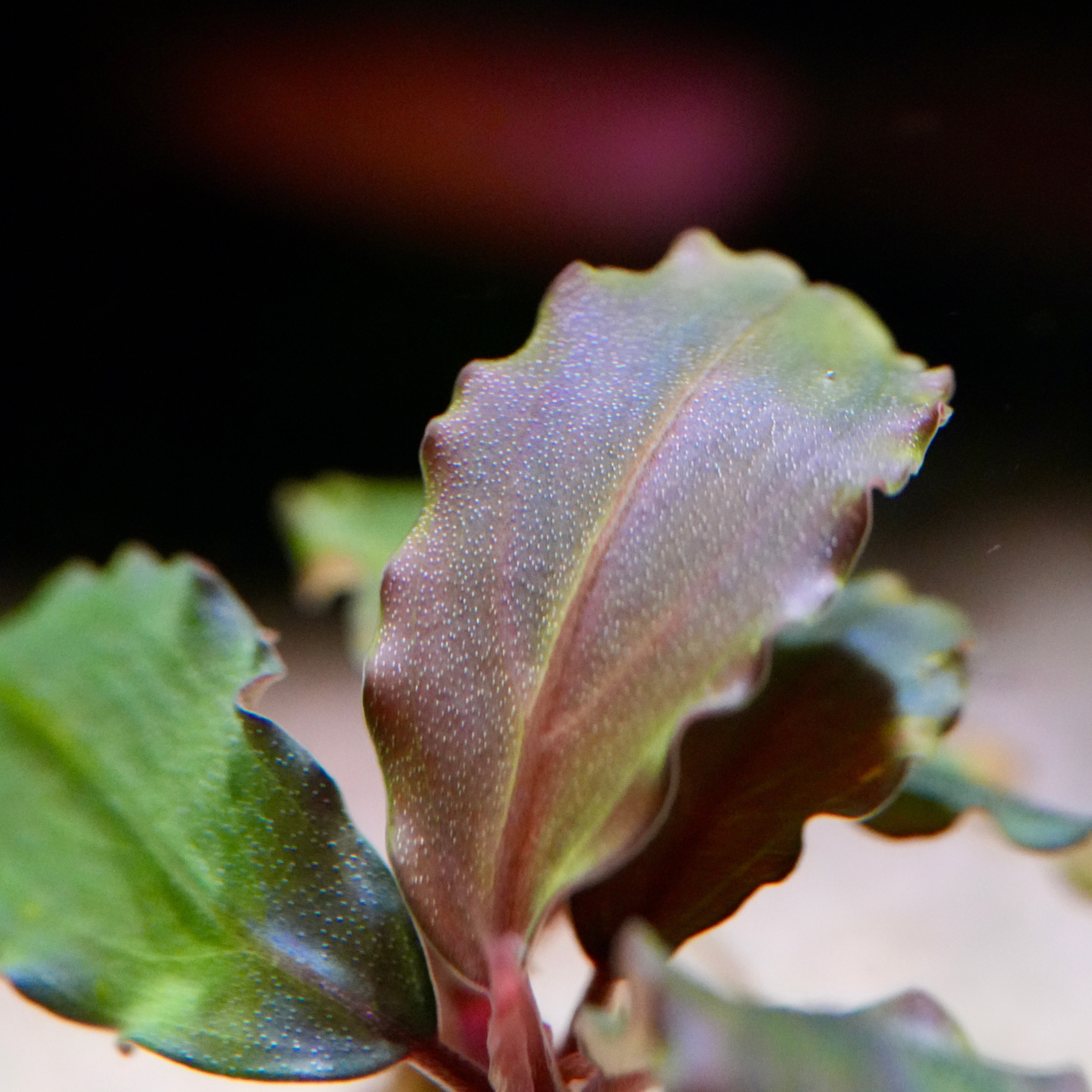 Macro bucephalandra purple wave aquarium epiphyte plant leaf