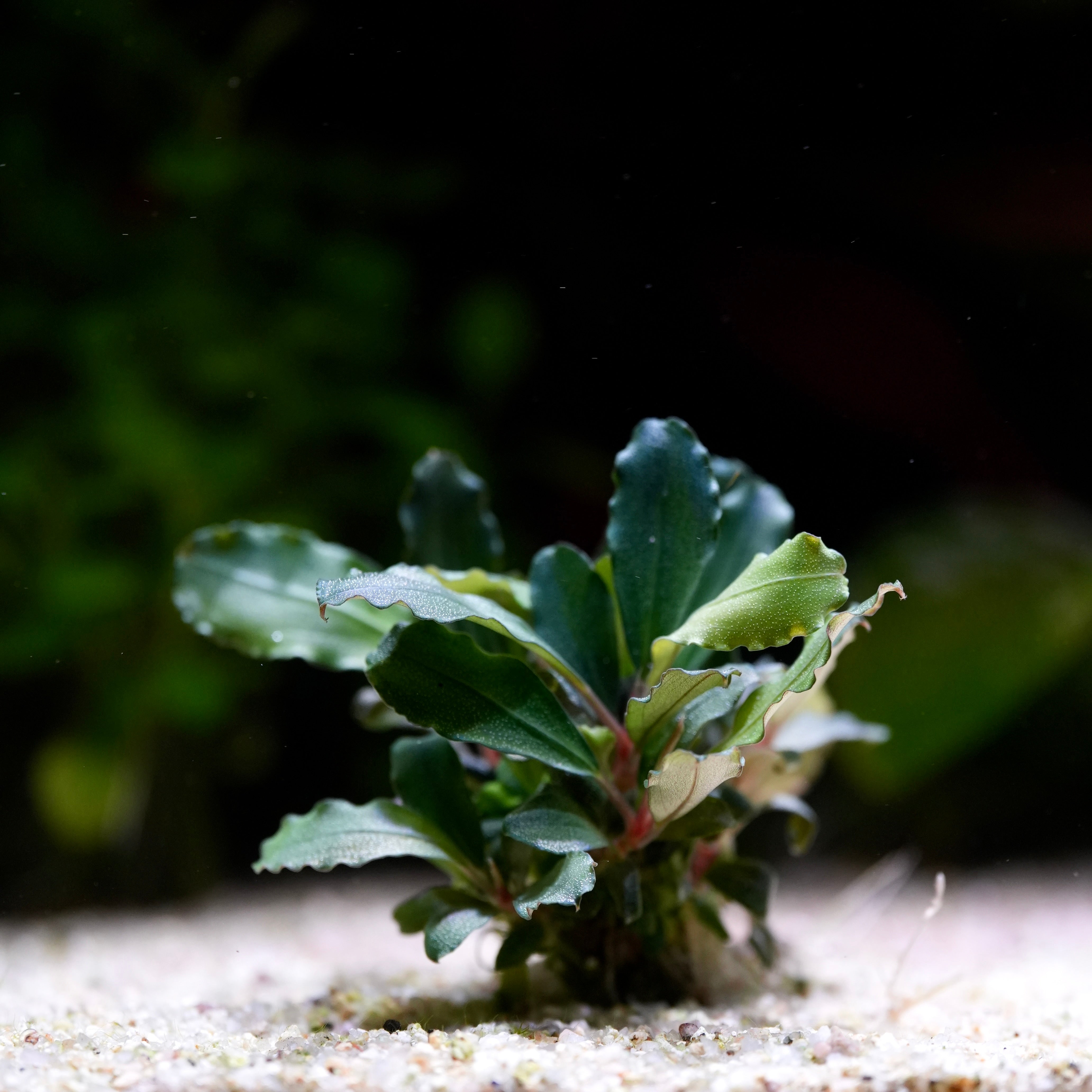 Small green plant on a sandy surface with a blurred natural background