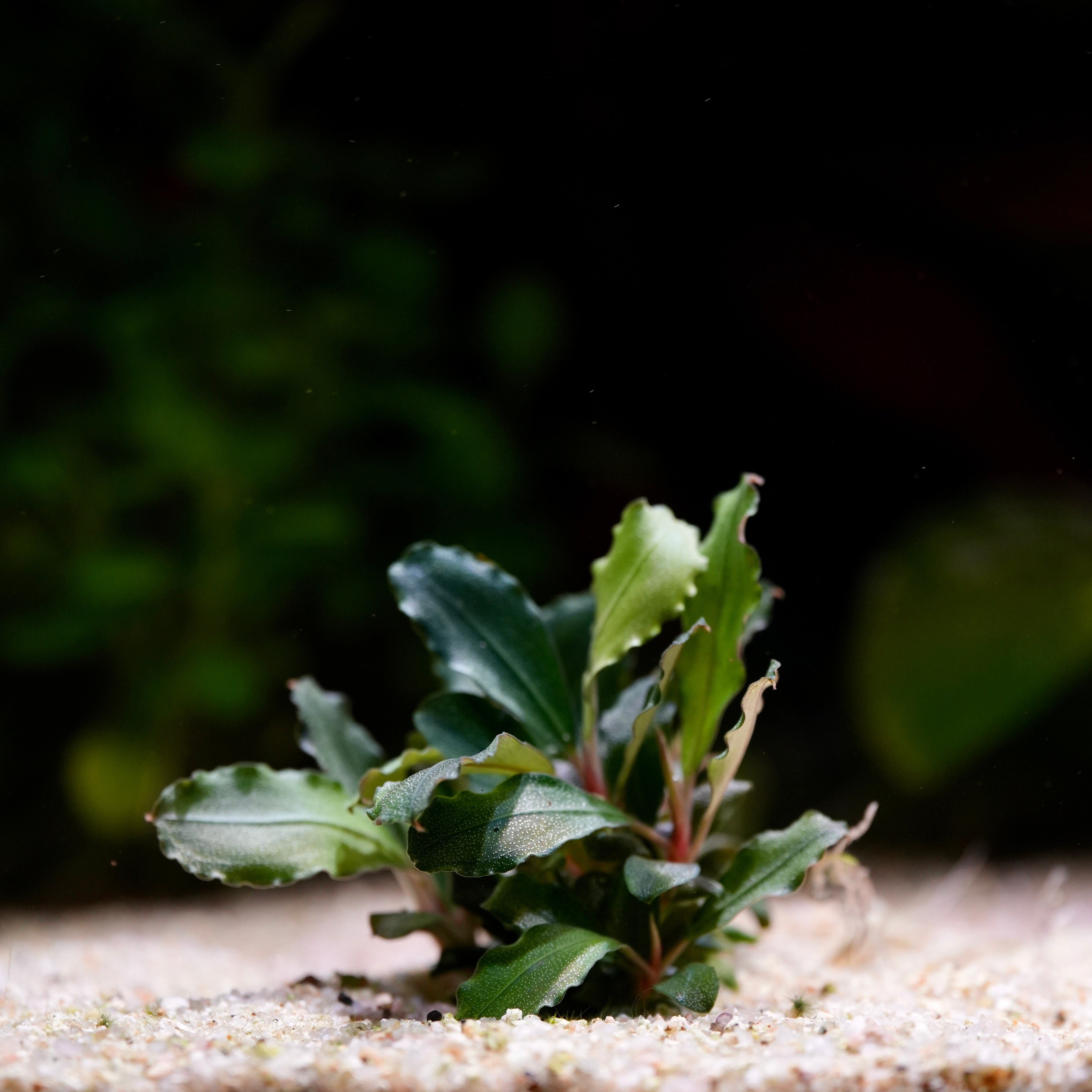 Small green bucephjalandra red plant on a sandy surface with a blurred natural background