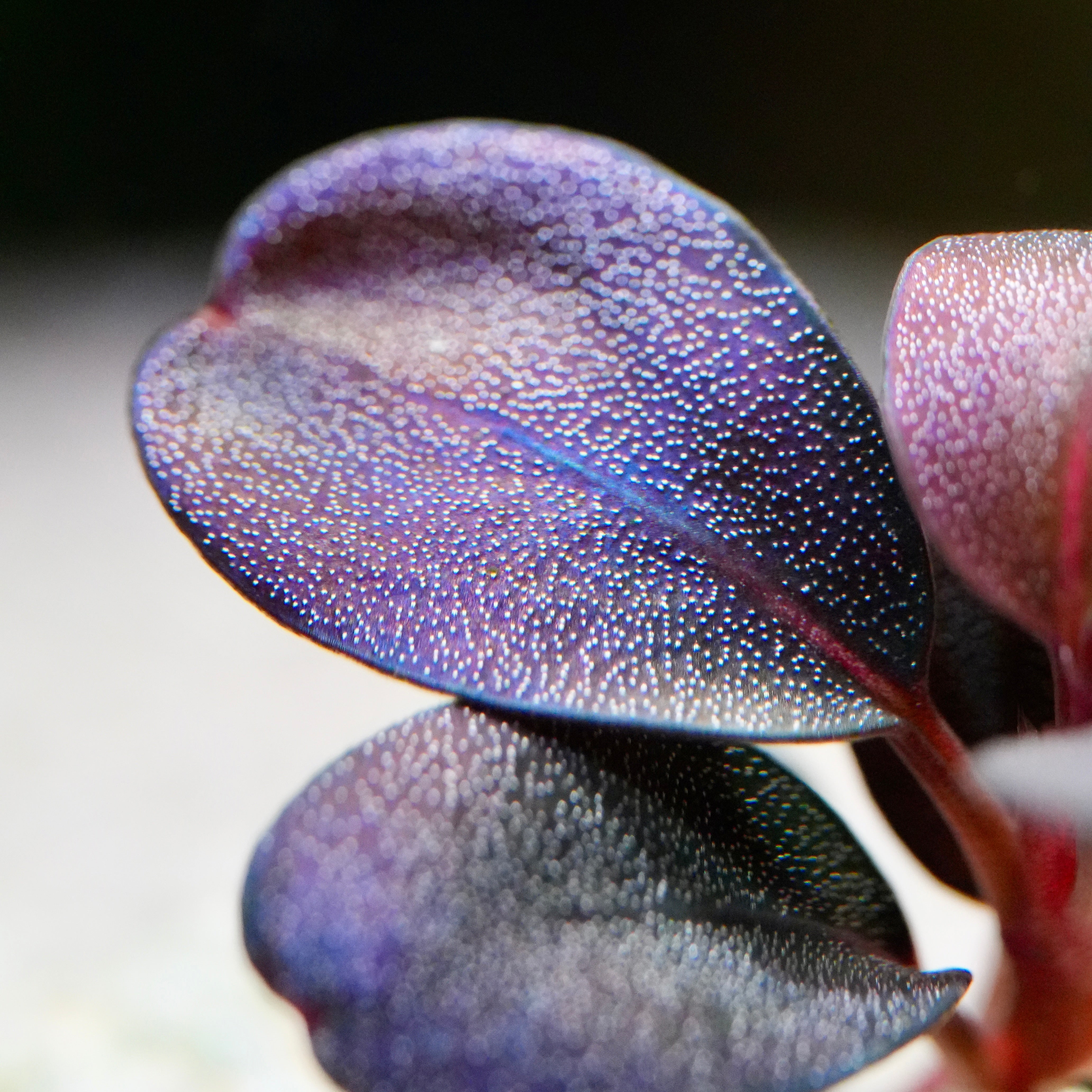 Bucephalandra 'Serenity' - Rare Aquarium Plant - CloudAqua – Cloud