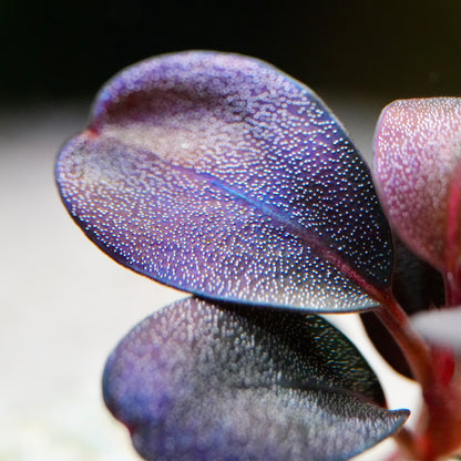 Macro shot of a purple leaf from bucephalandra serenity aquarium epiphyte plant with a reflective surface