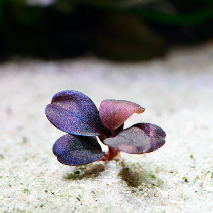 Deep purple bucephalandra serenity aquarium epiphyte plant in sandy substrate