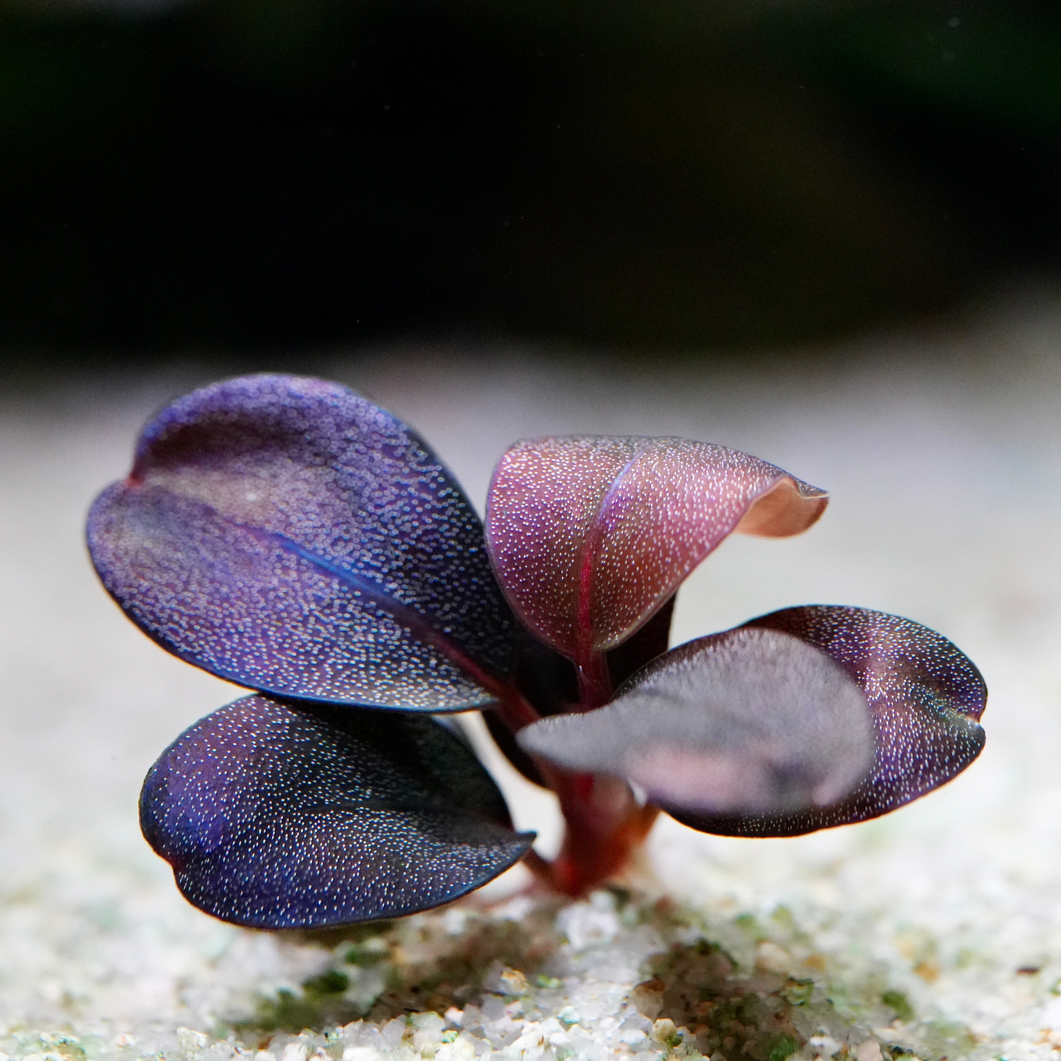 Close up of purple bucephalandra serenity aquarium epiphyte plant on a sandy substrate with a blurred background