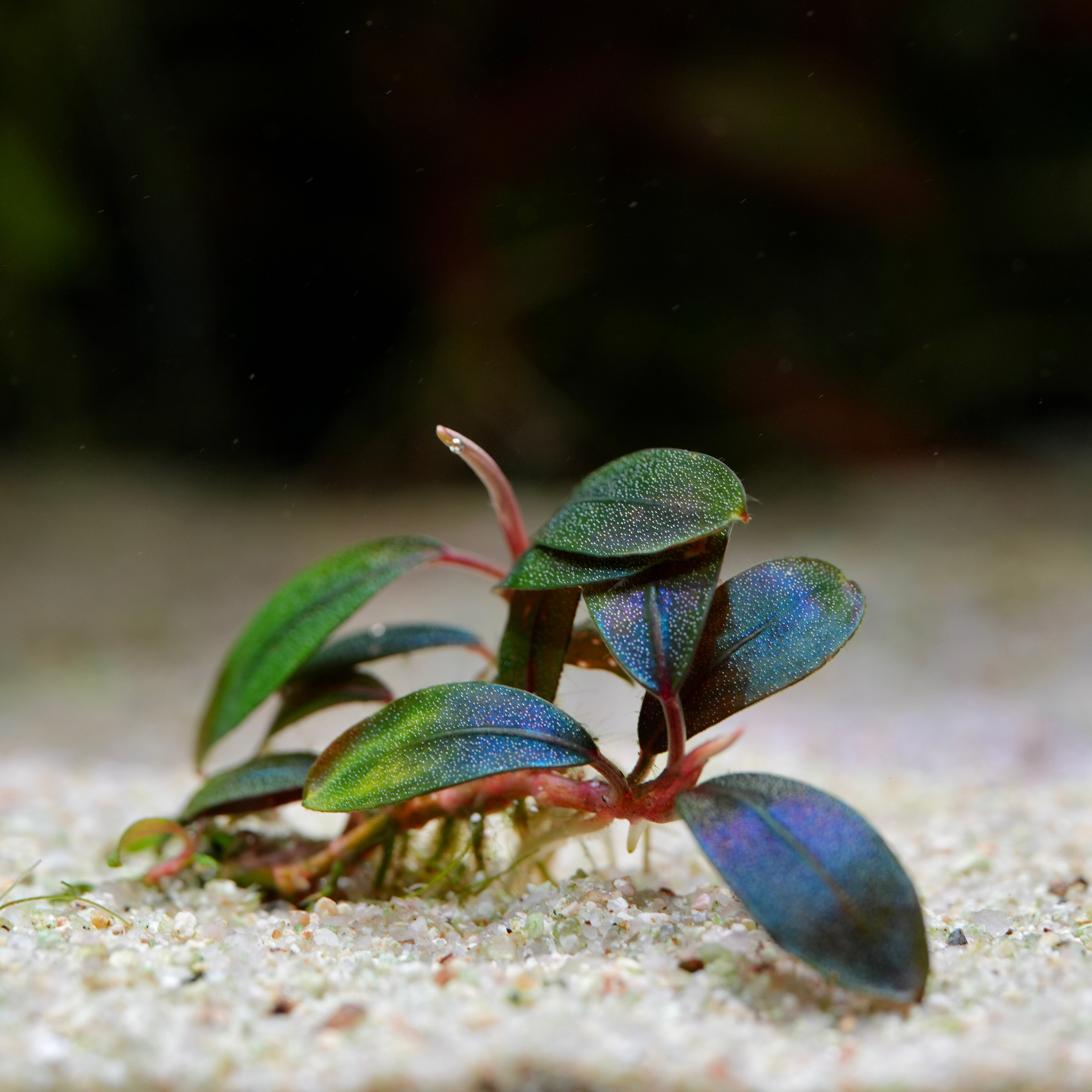 Aquatic plant bucephalandra sordida blue with blue and green leaves leaves on a sandy substrate