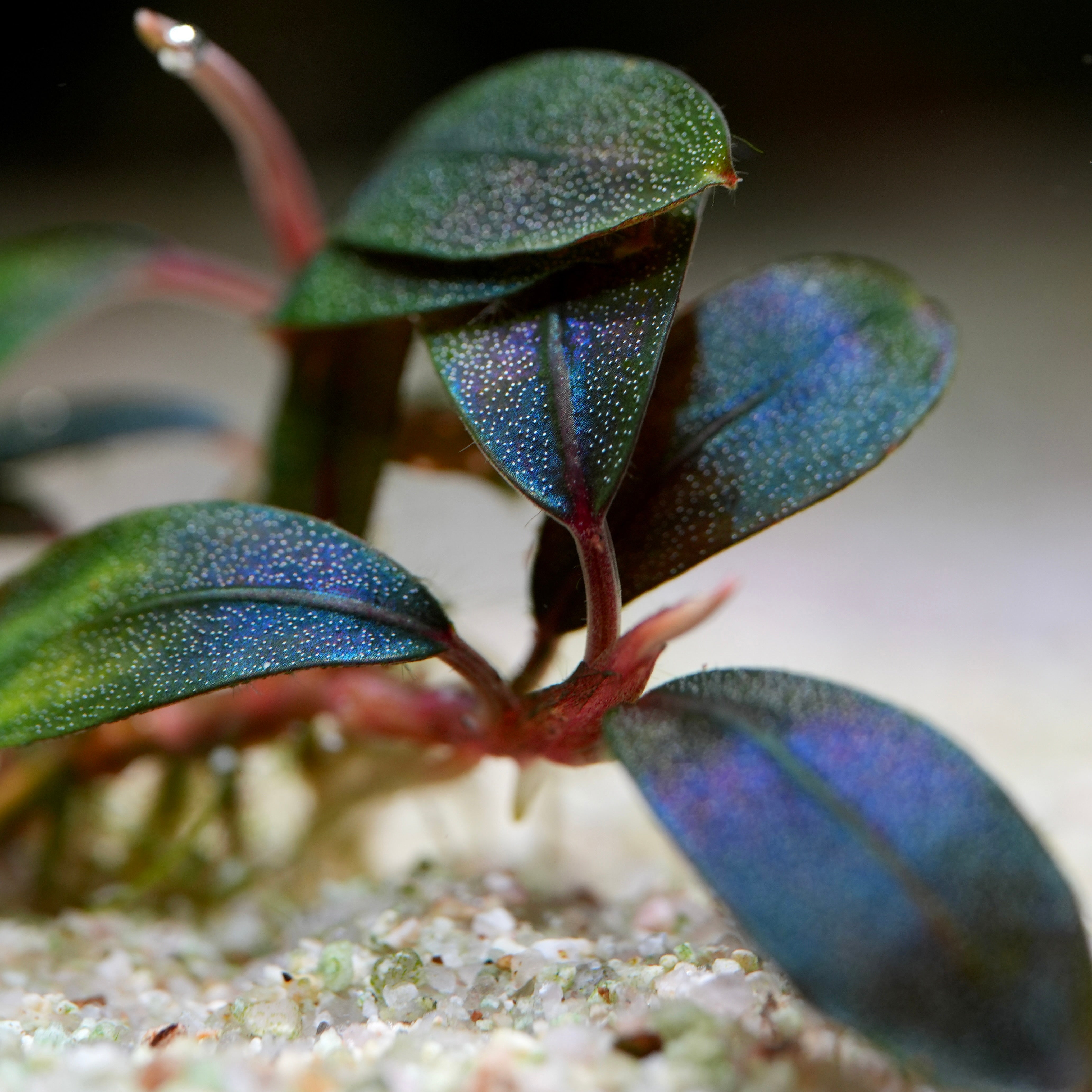 Bucephalandra sordidula 'Blue' - Tropical Aquarium Plant
